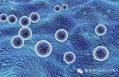 正常细胞与癌细胞图片 癌细胞也可能变回正常的细胞?转发或可救人!