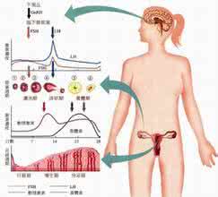 卵巢功能不好的症状 卵巢功能不好怎么办 卵巢功能不好怎么办？可以通过它来助孕！