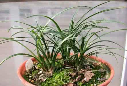 兰花几月开花 兰花10月栽培要点