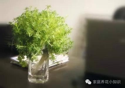 水培植物养鱼的经验 水培经验-季节变化应注意的问题