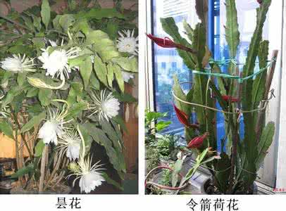 令箭荷花和昙花的区别 昙花和令箭荷花的区别(图文对比)