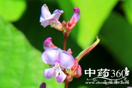 白扁豆花的功效与作用 白扁豆花的功效与作用 扁豆花的功效与作用