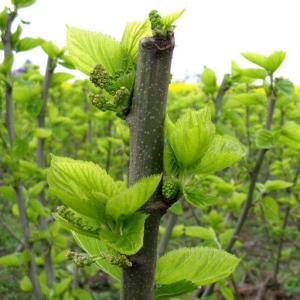 桑树枝的奇特功效 桑树枝的奇特功效 各种不一样的汤水不一样的奇特功效