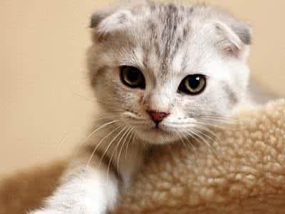 养折耳猫要注意什么 折耳猫有什么遗传病