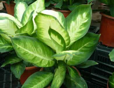 万年青象征什么意义 万年青的象征意义