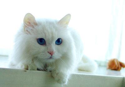 猫咪口腔疾病 猫咪学堂:关于猫的口腔疾病