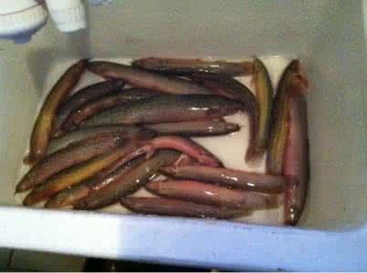 大泥鳅一定要去内脏么 大泥鳅一定要去内脏么 动物内脏要吃得明白 一定要炒熟炒透