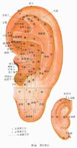 耳朵对应的五脏六腑图 耳朵的穴位图