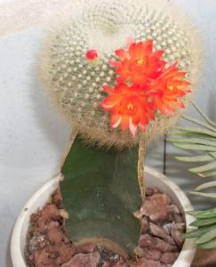 什么花防辐射 有趣！时兴“花”样防辐射