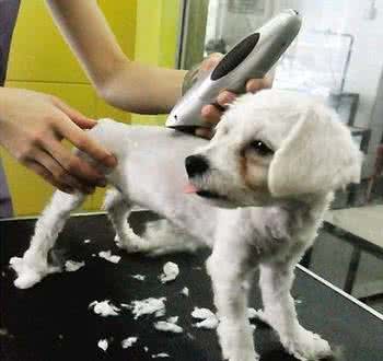 宠物狗剃毛视频教程 夏天宠物狗要剃毛吗