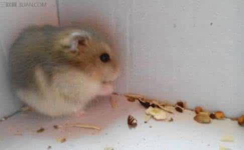 紫衣仓鼠的价格行情 紫衣仓鼠的生长环境是怎样的