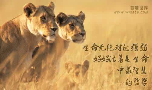 老虎也有打盹的时候 扑空的老虎。(弱者也有一片天)