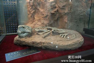 收藏恐龙蛋化石违法吗 收藏恐龙蛋化石违法吗 日本发现特大恐龙化石,恐龙化石是怎样形成的,恐龙化石收藏交易价