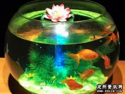 金鱼缸风水 金鱼缸风水 金鱼缸风水知识介绍