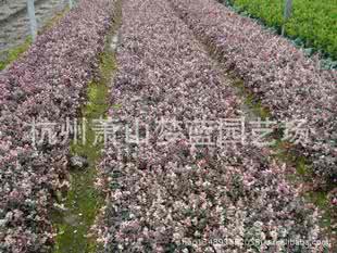 园林绿化资质有效期 园林绿化资质有效期 能够有效绿化环境的好帮手络石