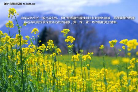 春游油菜花 春游小技巧 三招如何拍出别样油菜花?