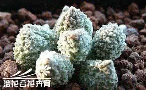 景天科多肉植物 常见景天科多肉植物的分类与养护方法