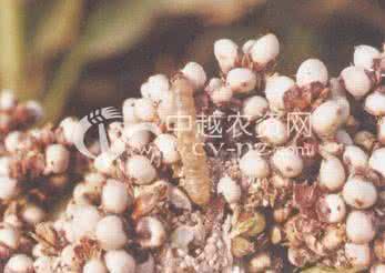 高粱条螟 高梁穗隐斑螟