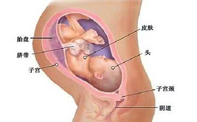 36周胎儿发育标准数据 36周胎儿发育标准