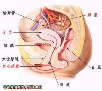 女人子宫肌瘤 女人子宫肌瘤 女人老吃它子宫竟会变没用了