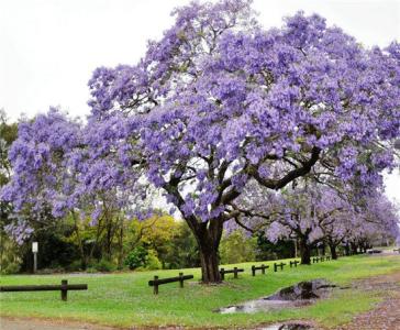 蓝花楹的花语 蓝花楹 蓝花楹的花语