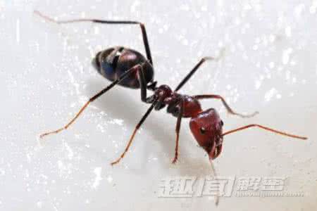 蚂蚁防治方法 专治蚂蚁的方法，绝招*