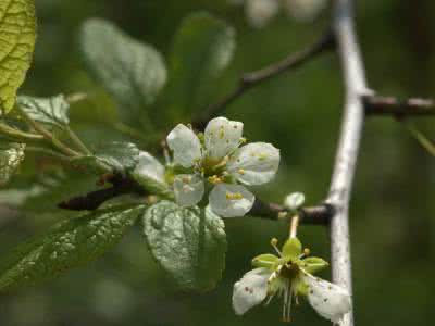 苹果花 苹果花 拖鞋兰