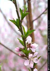 三更桃花鼓 小桃结局 描写桃花 ? ?仙苑春浓,小桃开,枝枝已堪攀折