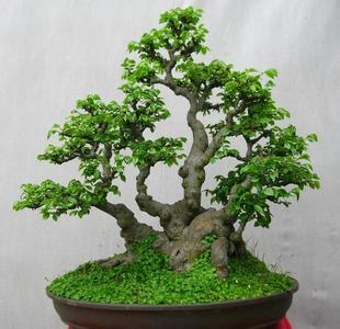 最好养的树桩盆景 树桩盆景 树桩盆景在浇水方面不可忽视;这可是最基本但也最关键的。
