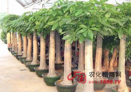 发财树用什么肥料 发财树用什么土 发财树用什么肥料 发财树怎么施肥
