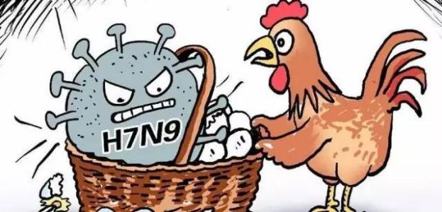 h7n9禽流感的症状表现 h7n9禽流感的症状 H7N9禽流感的症状