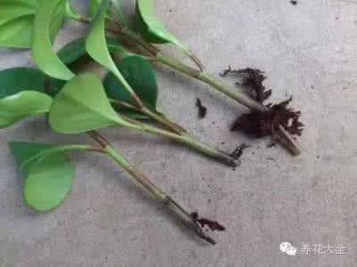 养花烂根怎么办 养花遇到烂根情况怎么办?