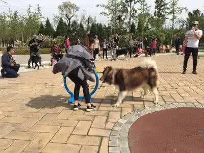 风和日丽 风和日丽出游正当时！乐宠会第十四期狗狗运动会欢乐不断