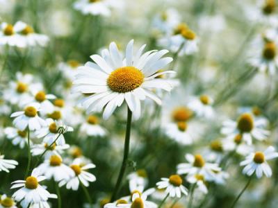 雏菊花语是什么 雏菊花语 雏菊花语是什么 雏菊代表什么