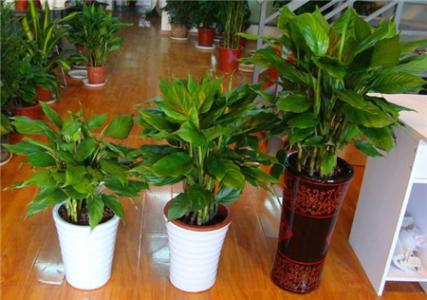 房间除甲醛植物 房间中养哪些植物除甲醛的效果好