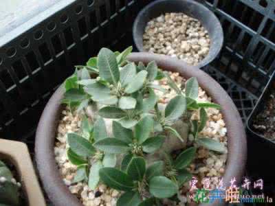 惠比须笑 惠比须笑养殖方法(经验)