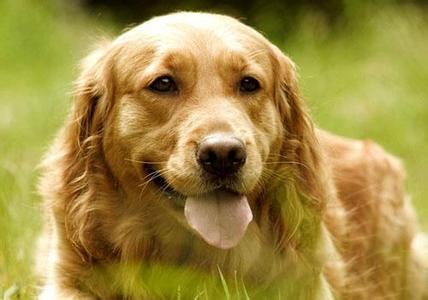 金毛犬如何喂养 断奶前后金毛犬如何喂养?
