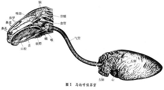 家畜的呼吸系统 呼吸（家畜）