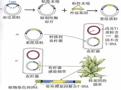 转基因技术的应用 转基因技术的应用 转基因技术的应用具体有哪些