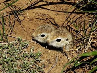 达乌尔黄鼠标志重捕 达乌尔黄鼠