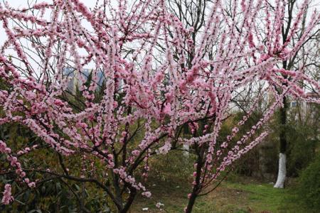 榆叶梅什么时候开花 榆叶梅 【榆叶梅】什么是榆叶梅