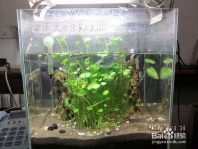 水草缸开缸教程 新手想要养草开缸基础选材
