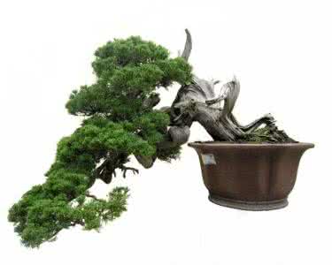 桧柏盆景 桧柏可以盆景造型吗 桧柏盆景怎么制作养护