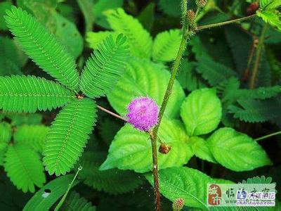含羞草的生长环境 【含羞草的作用】含羞草的介绍/含羞草对家居环境的影响……_含羞草的作用