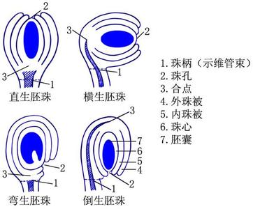胚珠与胚 胚珠