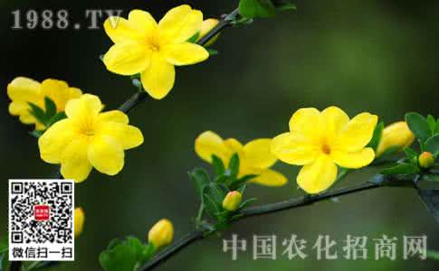 迎春花的特点是什么 迎春花 迎春花的特点是什么