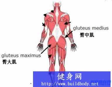 新手练腹肌简单的方法 ¥新手健身指南:先练大肌群后练小肌群!