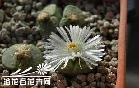 生石花蜕皮 生石花四季生长、蜕皮等过程的给水问题