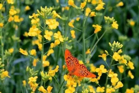 鲜花怒放 盛夏----鲜花怒放