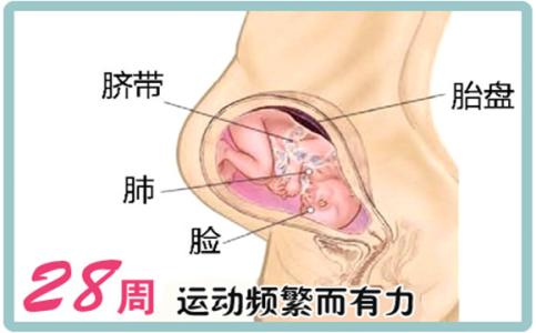 怀孕28周胎儿发育情况 怀孕28周胎儿发育情况 怀孕第28周胎儿的样子